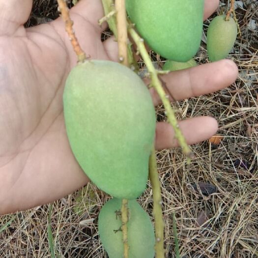 白沙县 海南台农芒果好果当次果卖，果汁厂，榨果汁