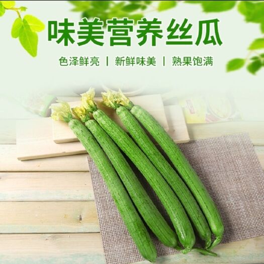 阳谷县鲜花丝瓜长期供应，可提供各种包装