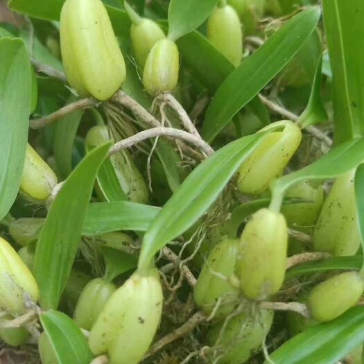 维西县麦穗石豆兰 石豆