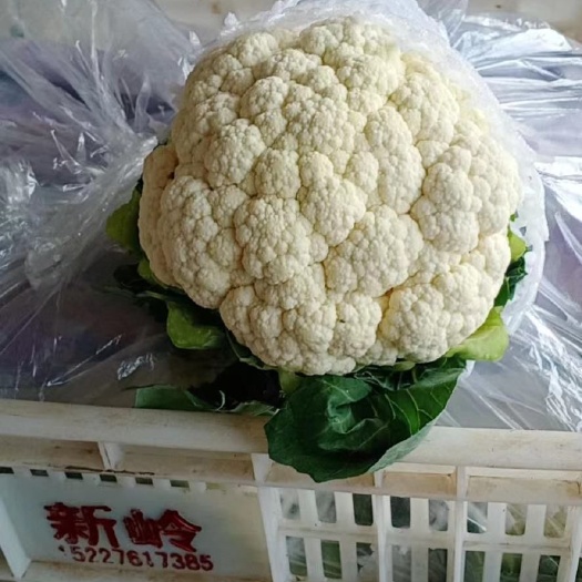邯郸白花菜花 菜花