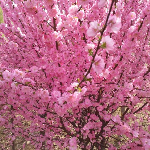 沈阳大山樱 樱花 易成活