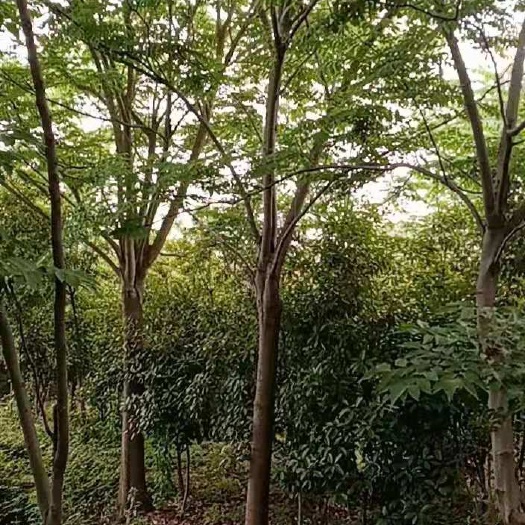 栾树价格，黄山栾树，，