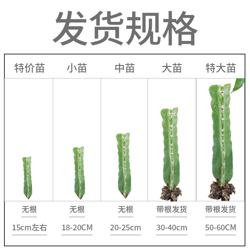 燕窝火龙果苗  广西火龙果苗 四季红心白肉无刺黄龙果火龙果苗盆栽地栽
