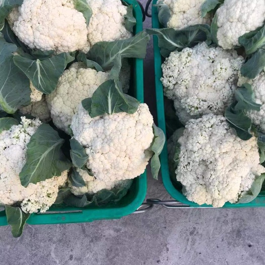 都匀市白花菜花 80天青梗松花