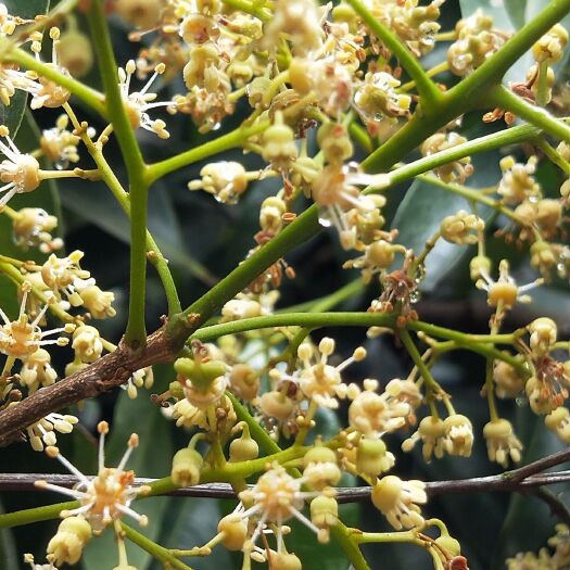 惠州 荔枝蜜、龙眼蜜
