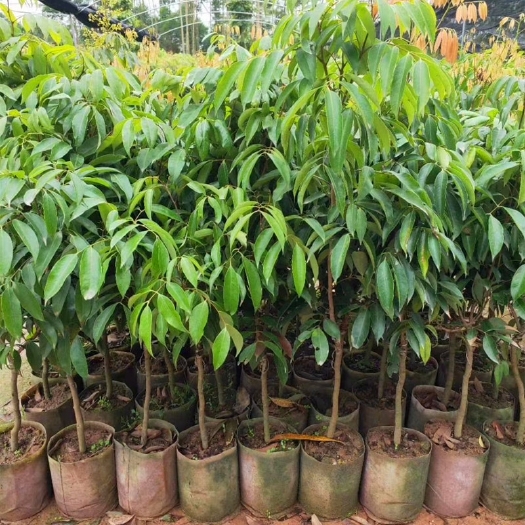 灵山县无核荔枝苗 求购1.5公分无核荔枝