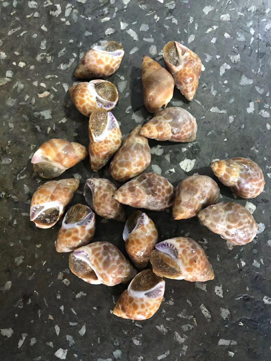 花螺东风螺。印度巴基斯坦都有。40斤10包/件530元