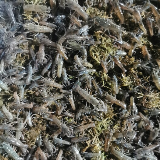 东山县澳洲淡水龙虾苗
