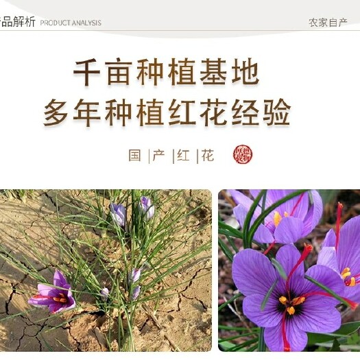 太康县 2021年藏红花种球出售，货源充足，欢迎实地考察