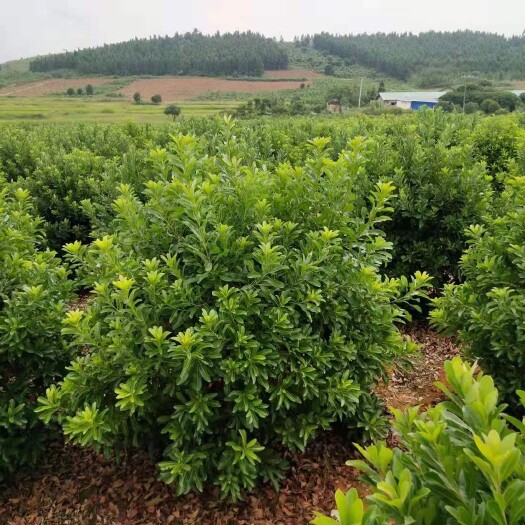靖州县杨梅树