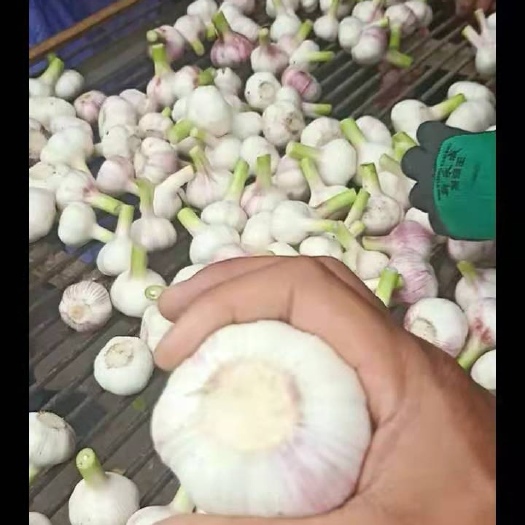 内黄县白皮蒜  大蒜，扒皮大蒜！！！