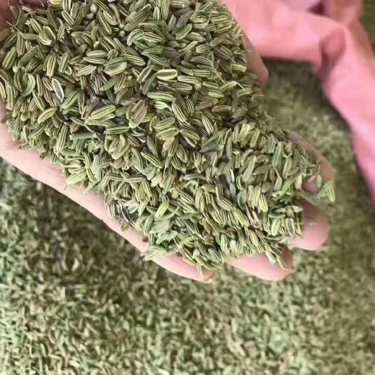 玉林一手货源精选特绿小茴香全干无硫500g起批发