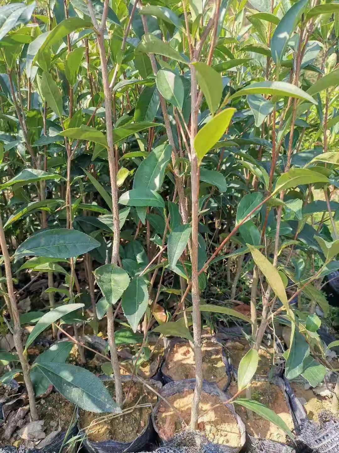 单丛茶树苗，营养杯，蜜兰香，大乌叶，鸭屎香，陂头，距朵等