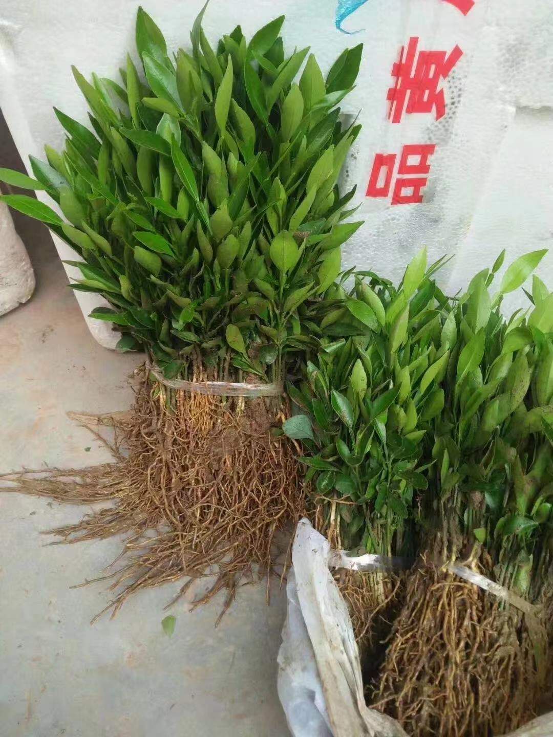 香橙苗 香橙，奶苗
