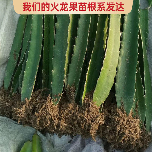 灵山县燕窝火龙果苗  广西火龙果苗 四季红心白肉无刺黄龙果火龙果苗盆栽地栽
