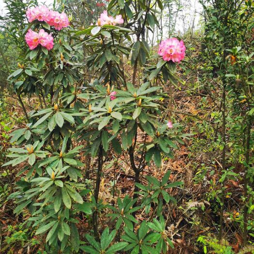 湄潭县马缨杜鹃 马缨花杜鹃小苗
