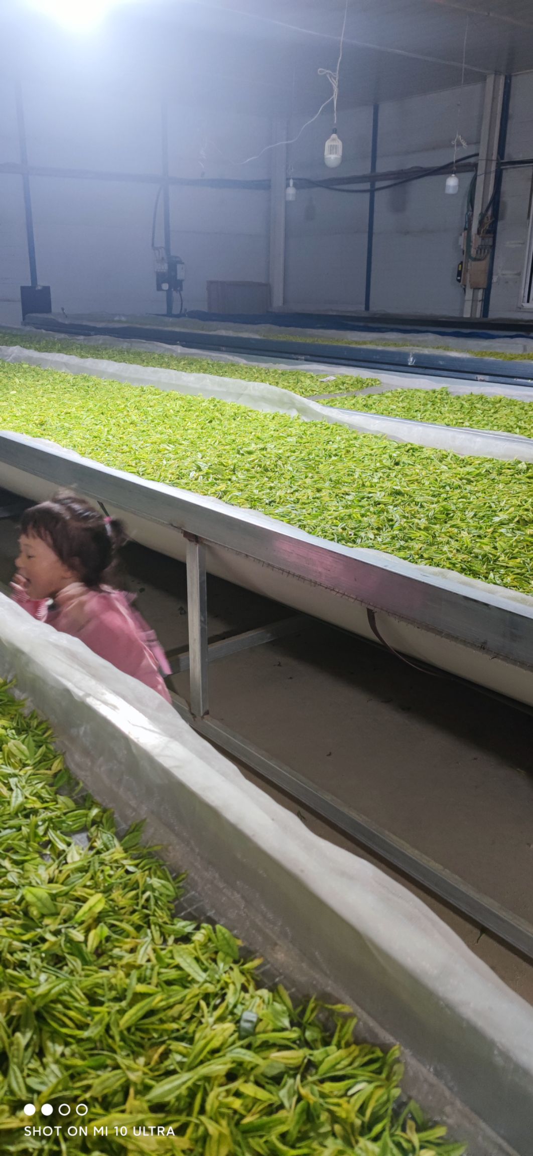  安吉白茶，口粮茶