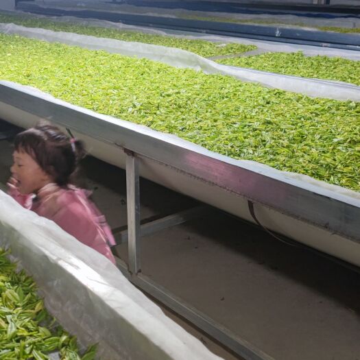 安吉县 安吉白茶，口粮茶