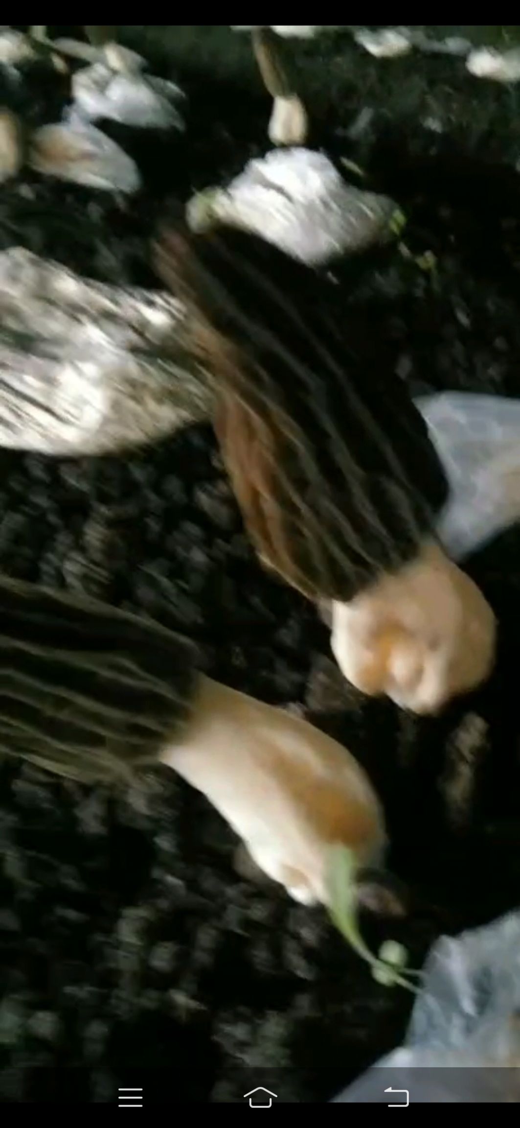 羊肚菌菌种  羊肚菌母种试管