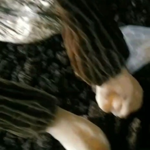 法库县羊肚菌菌种  羊肚菌母种试管