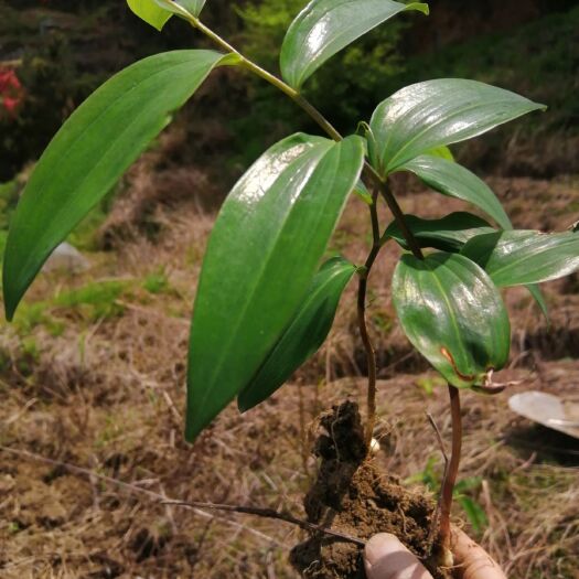 霍山县【药典品种】多花姜形甜黄精种苗