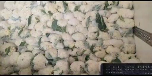 瑞安市白花菜花 花菜