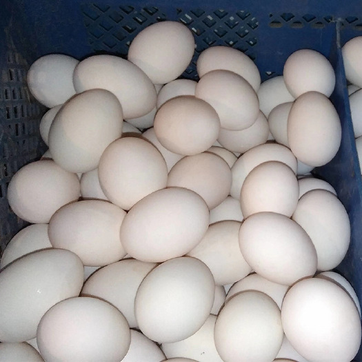 （现货）宁夏白鸭蛋 生态散养鸭蛋 食用蛋非孵化用 8枚一斤