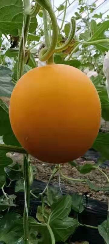 献县 各种甜瓜大量上市