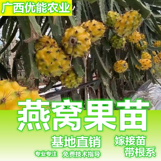 灵山县厄瓜多尔黄龙火龙果苗  燕窝火龙果苗新品种黄皮白心厄瓜多尔麒麟果苗黄火龙苗技术指导