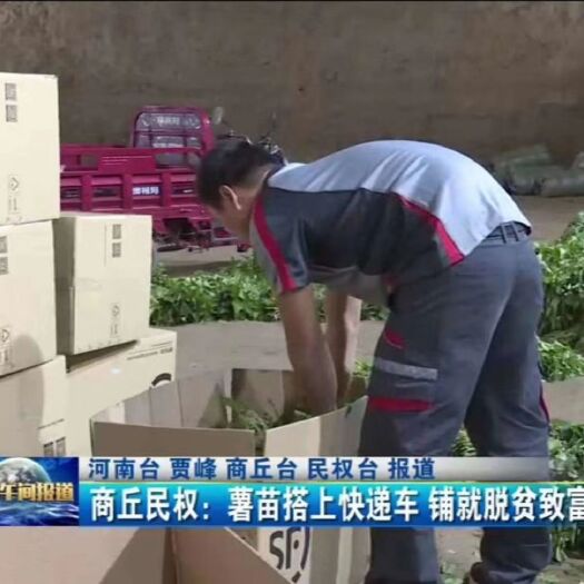 哈密红薯苗，西瓜红红薯苗，红薯苗大量供应
