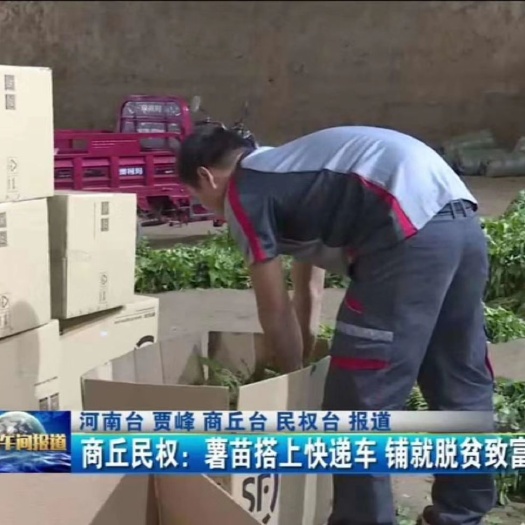 民权县哈密红薯苗，西瓜红红薯苗，烟25红薯苗大量供应