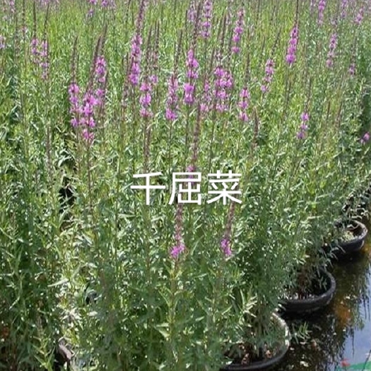 常州水生植物千屈菜种子