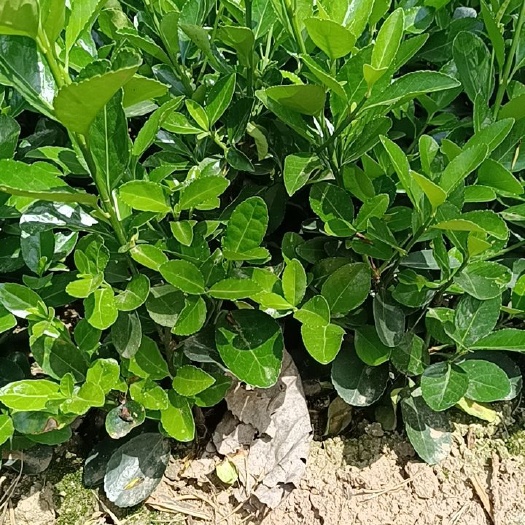 沭阳县小叶冬青 冬青苗
