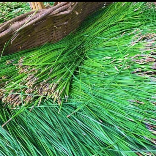 丽江 出售大量松针可鉴定 每天以提供5吨20有需要的老板联系我可