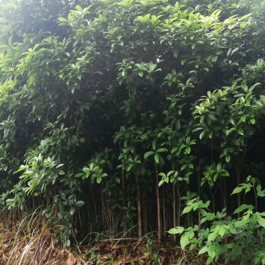 阳朔县八月桂 绿化桂花树