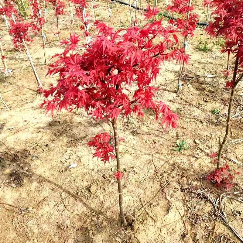 日本红枫树苗
