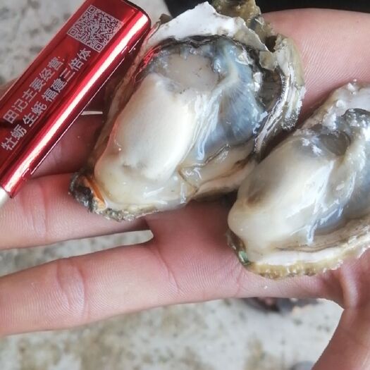 诏安县牡蛎 福建生蚝批发，吊养蚝，三倍体。产地直供全国发货各种规格齐全