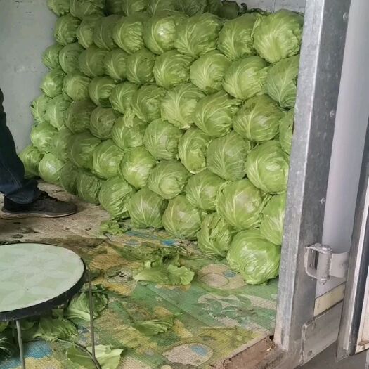 邯郸绿包菜  口感好中甘56质量杠杠滴