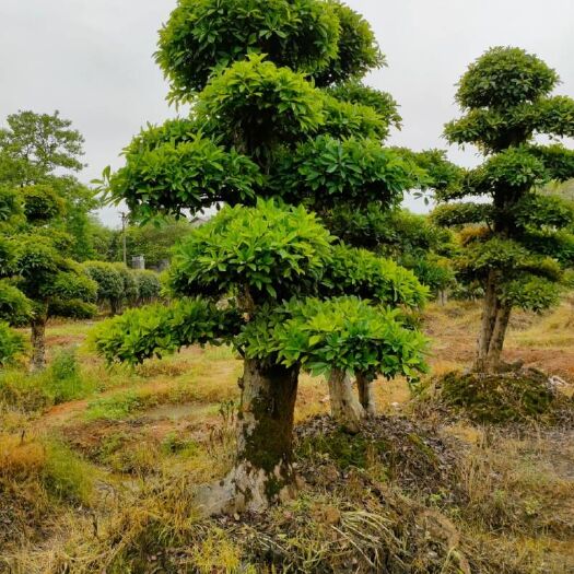 浏阳市造型景观树＃造型罗汉松＃造型红桎木