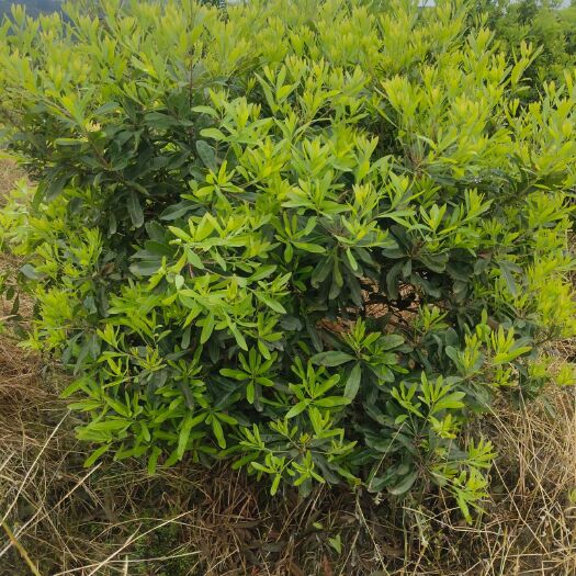 靖州县杨梅树