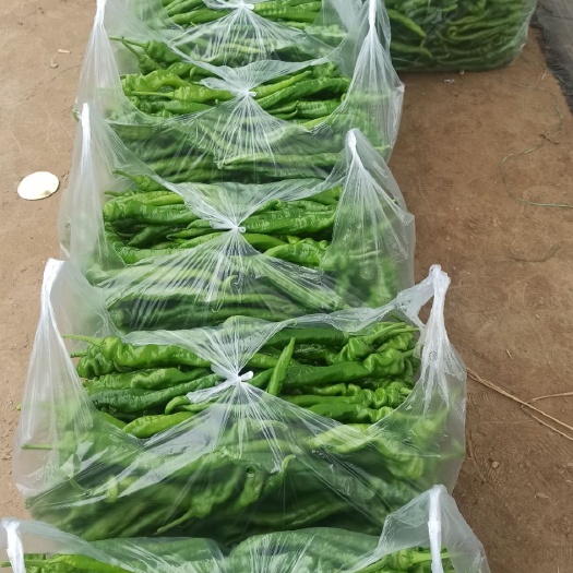 宁都县宁都种植辣椒基地，品种有螺丝椒，陇椒，螺丝线，泡椒，杭椒等
