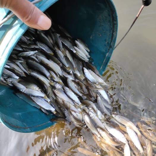 浏阳市翘嘴鲌鱼  6到8亳米黄尾水花苗