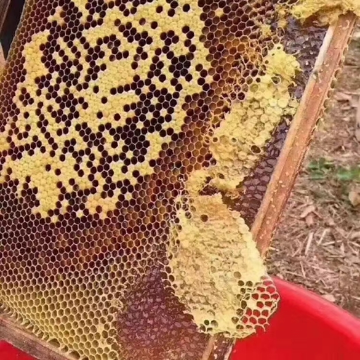 博罗县荔枝蜜 在深山放养的蜜蜂 蜂蜜新鲜出炉了 坚持每一滴都是大自然的滋养