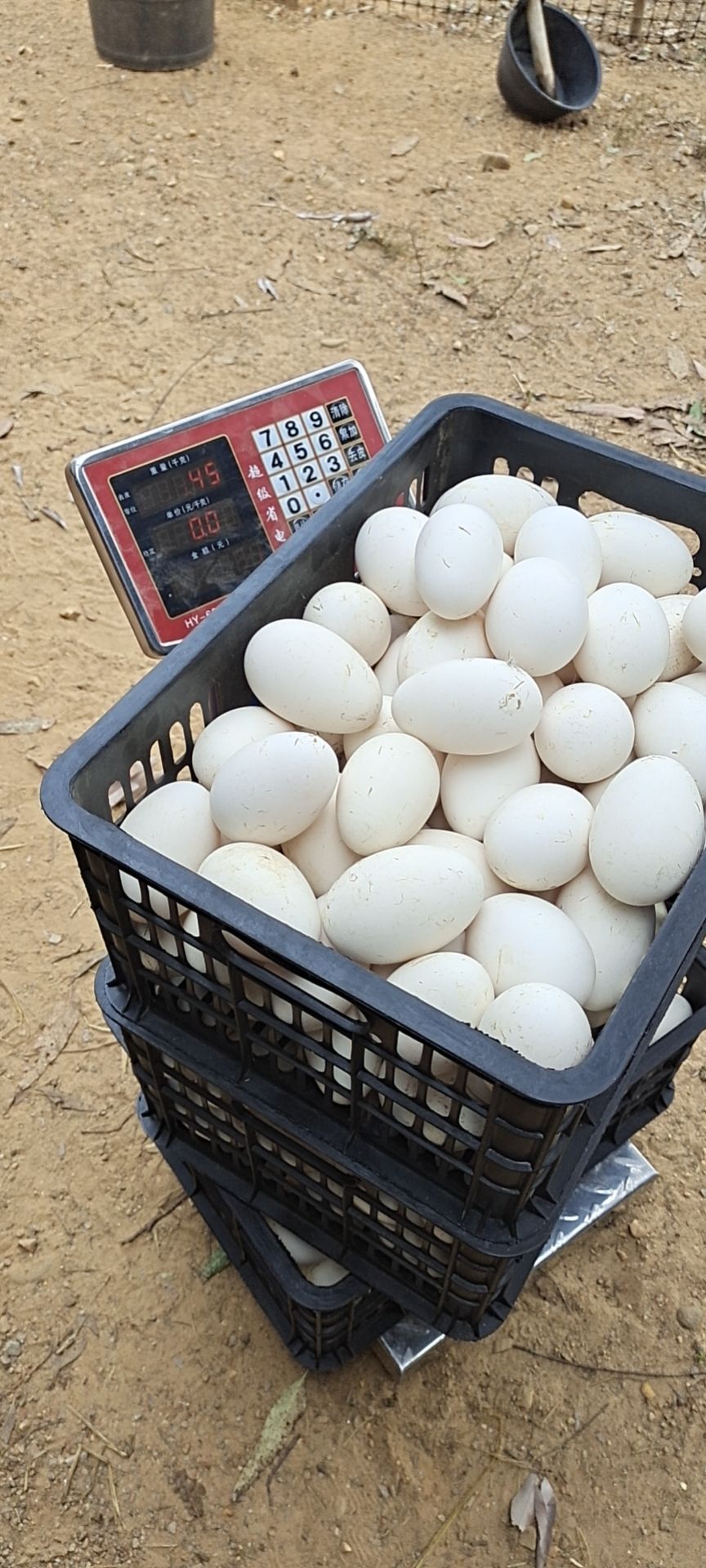 廣州土鵝蛋 營養豐富 適合