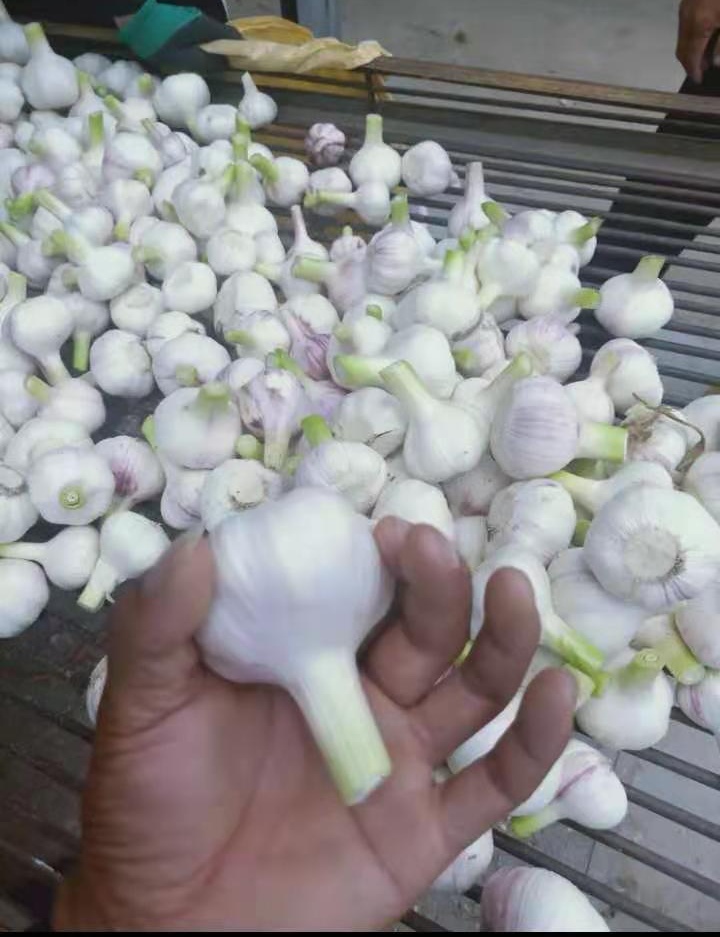 白皮蒜  大蒜，扒皮大蒜！！！