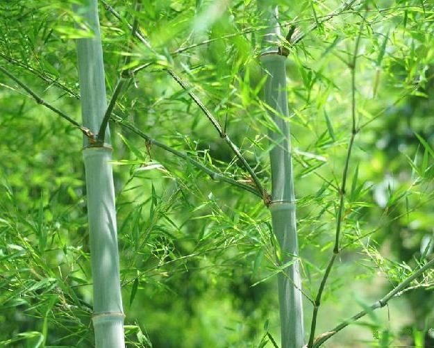 浏阳市麻竹 毛竹，打碎毛竹片