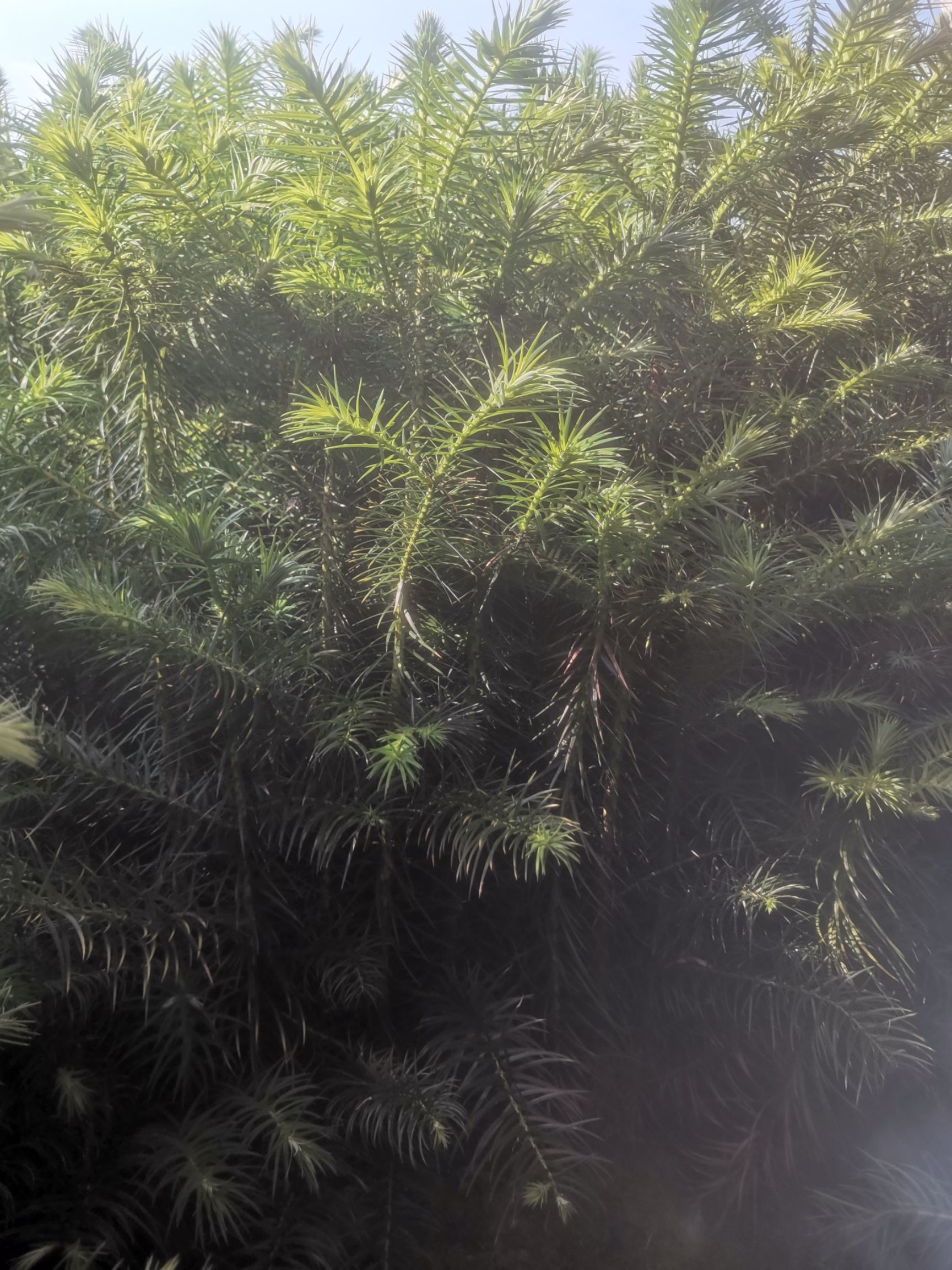 刺杉 杉苗良种速生杉树苗1年生良种杉树苗