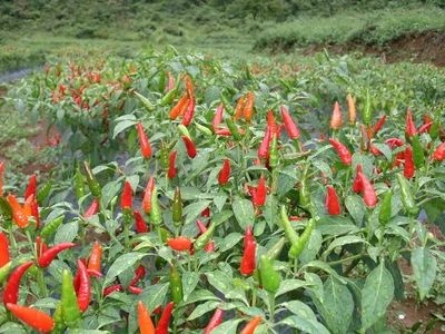 龙州县朝天椒  大量供应指天椒