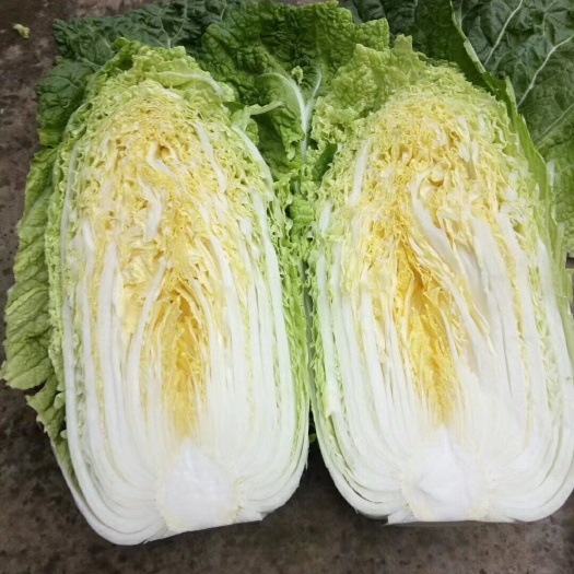 定州市黄心大白菜  白菜  阳春黄心菜