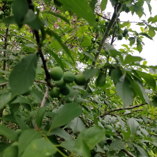 信宜市青脆李 广东省茂名市信宜市 地头通货 